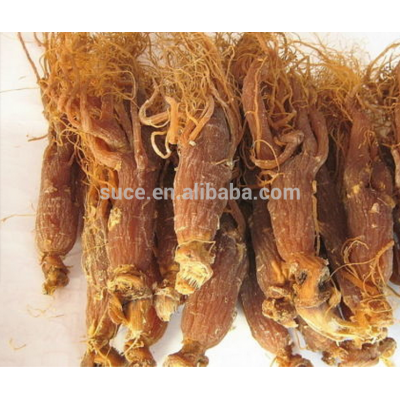 Natue body tonic herb Red Ginseng Root / Panax Ginseng with tail