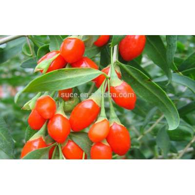 Barbury Wolfberry Fruit Extract powder/ goqi